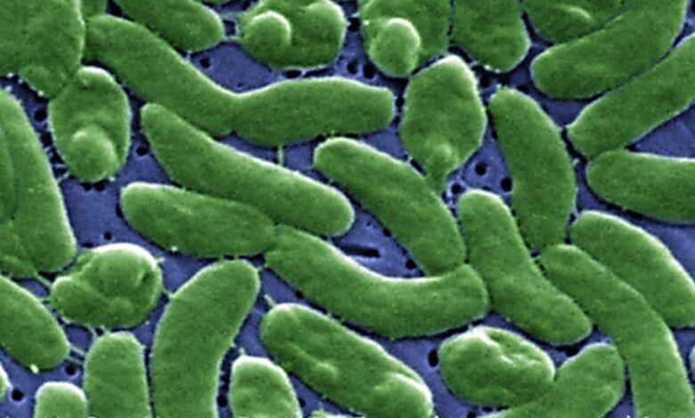 Flesh-eating bacteria in Long Island waters: what to know now