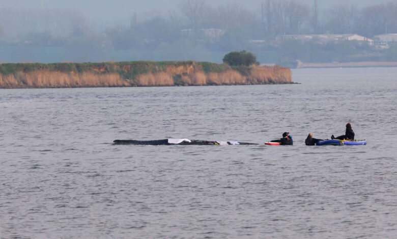 Buckelwal Timmy: Rettungsversuch für gestrandeten Wal vor Poel beginnt