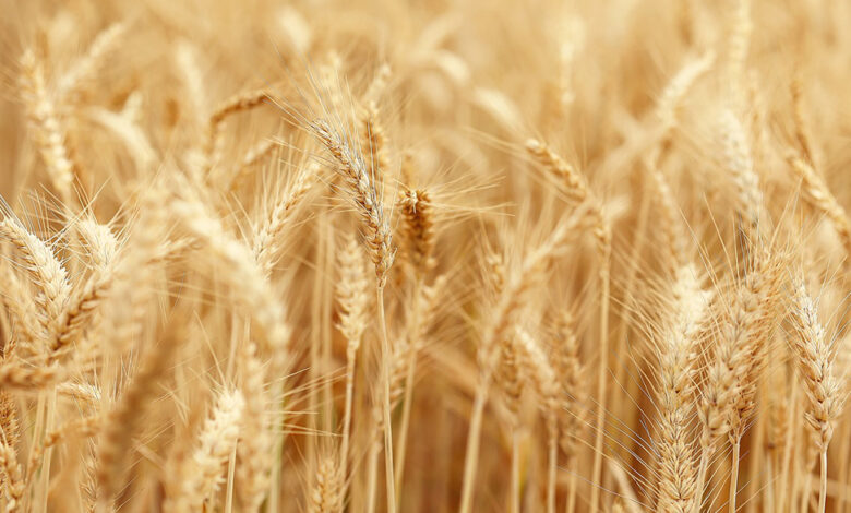 Հայաստանում մեկնարկում է պարարտանյութերի ձեռքբերման պետական աջակցության ծրագիրը