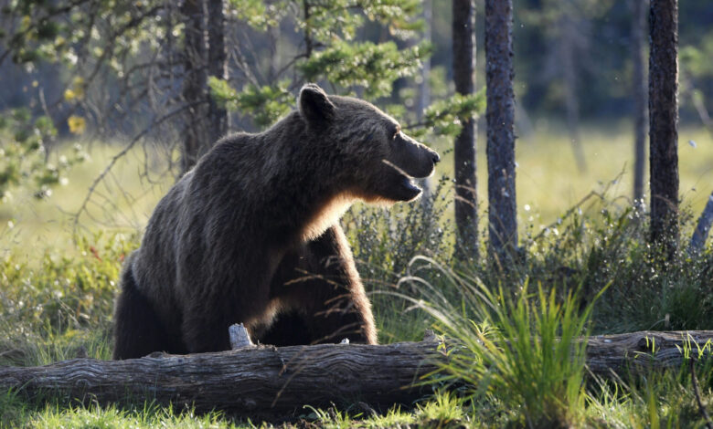 Karhuhavainnot lisääntyneet Keski-Suomessa: Näin suojaat pihapiirisi