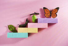 Monarch Butterfly Teaching: Stages That Transform Learning