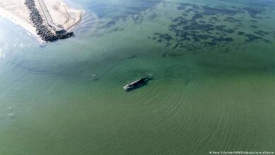Timmy, la ballena jorobada atrapada en el Báltico: ¿rescate o agonía?