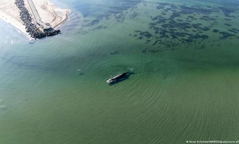 Timmy, la ballena jorobada atrapada en el Báltico: ¿rescate o agonía?