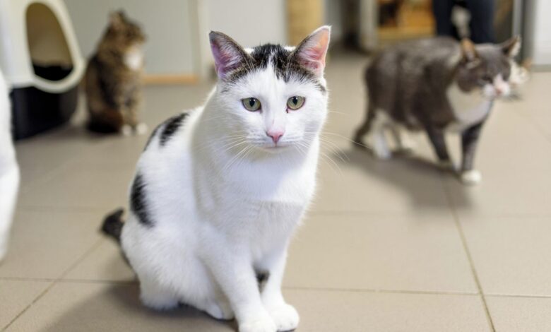 Týrání kočky v sušičce: Stíhání mladíků bylo náhle zrušeno