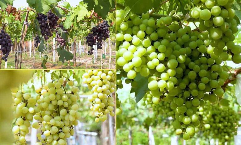 កសិករគំរូម្នាក់ នៅសៀមរាប បង្ហាញបច្ចេកទេសដាំទំពាំងបាយជូរ ឲ្យទិន្នផលខ្ពស់