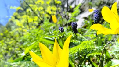 Laleaua de Cazane: O minune rară care prinde viață pe Dunăre