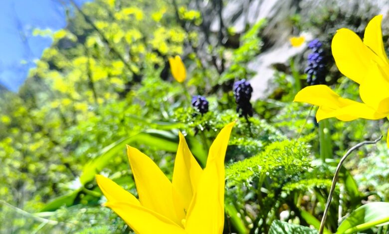 Laleaua de Cazane: O minune rară care prinde viață pe Dunăre