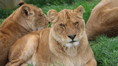 Loire : Quatre lionnes de cirque trouvent enfin le calme