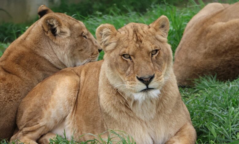 Loire : Quatre lionnes de cirque trouvent enfin le calme
