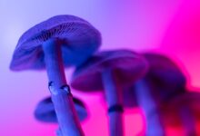 FDA fast-tracks psychedelics: psilocybin, methylone, ibogaine