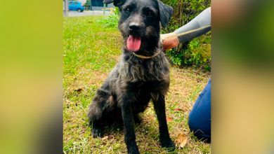 Adopte a un amigo fiel: Lucas busca un hogar definitivo