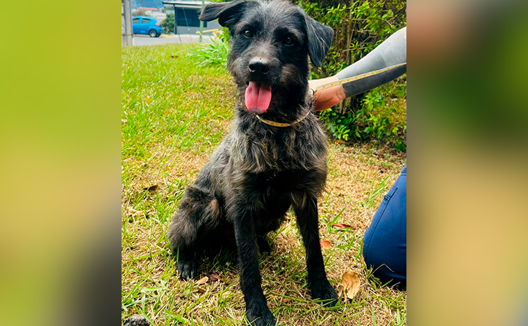 Adopte a un amigo fiel: Lucas busca un hogar definitivo