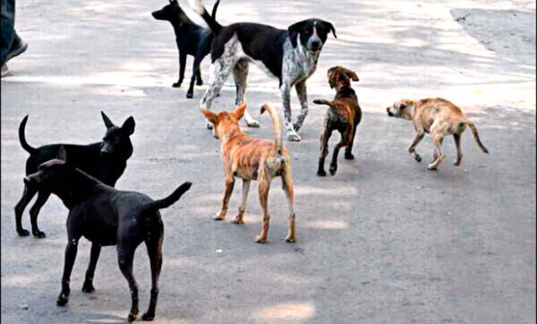 自由開講》當善意沒有責任：餵食，誰在承擔後果
