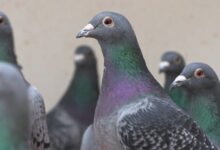 Pigeon Mafia: Elite racing birds targeted by international theft rings