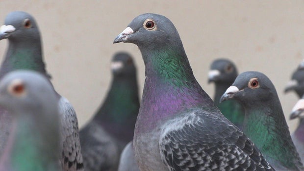 Pigeon Mafia: Elite racing birds targeted by international theft rings
