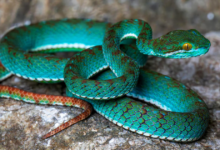 Flying snake and pit viper revealed in Cambodia cave survey