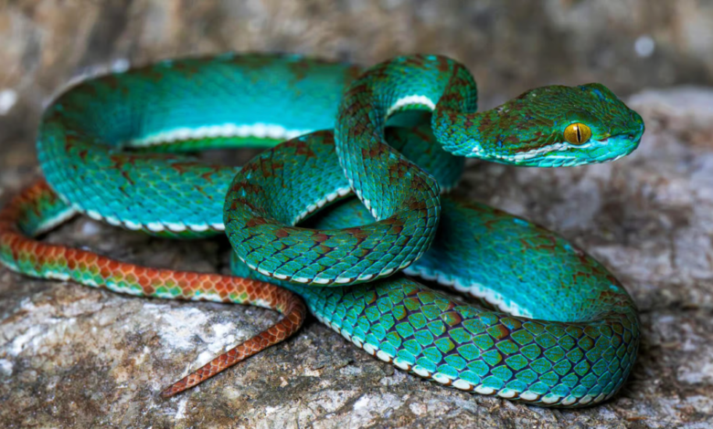 Flying snake and pit viper revealed in Cambodia cave survey