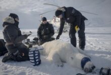 Polar bear population thrives as sea ice shrinks in Svalbard