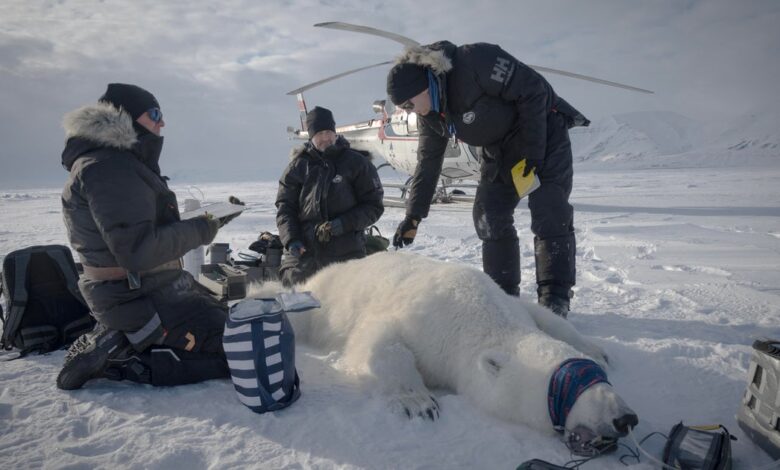 Polar bear population thrives as sea ice shrinks in Svalbard