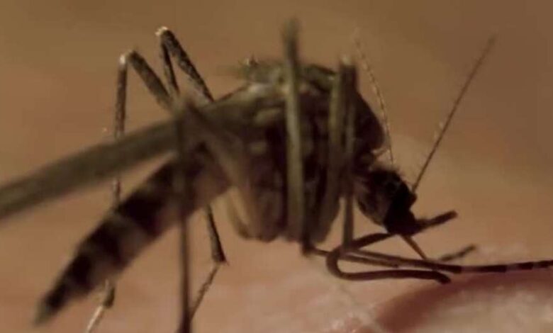 Salud define vacuna contra el dengue en Costa Rica