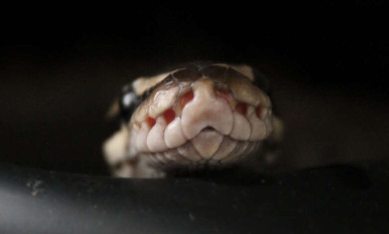 Égypte : un touriste allemand succombe à une morsure de serpent lors d’un spectacle