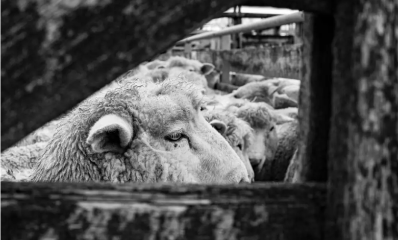 Shearers face animal cruelty charges following undercover exposé