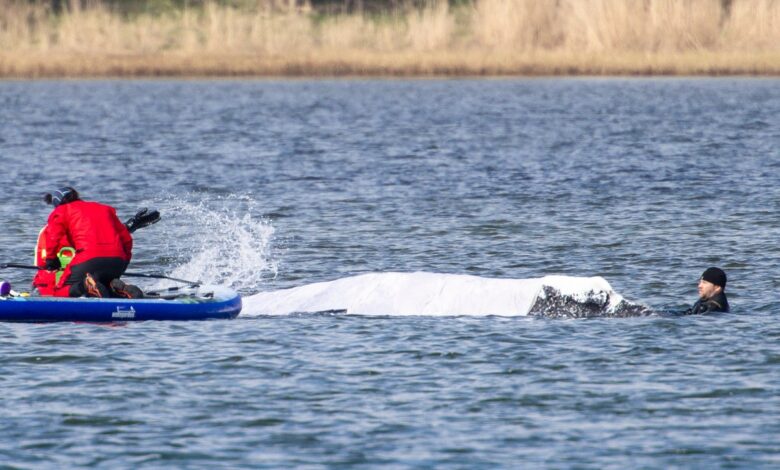Timmy the humpback whale: risky rescue attempt at sea
