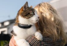 Smart Collar Health Tracking: Tractive’s Pet Wearables Go AI
