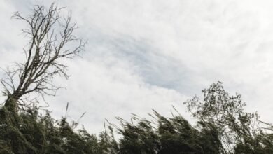 В ближайшие часы в Марий Эл ожидается штормовой ветер — что важно знать