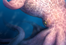 Ancient Kraken octopuses: fossils reveal 60-foot giants