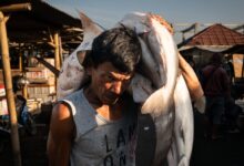 Overfishing Crisis in Southeast Asia: Sharks, Tuna, and Sea Slavery