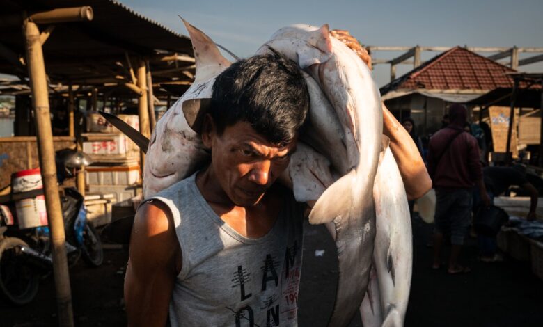 Overfishing Crisis in Southeast Asia: Sharks, Tuna, and Sea Slavery