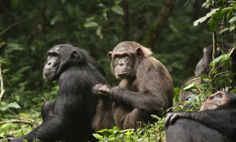 Ngogo chimps split into two hostile groups, study finds