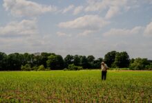 Fertilizer and fuel costs strain farmers as U.S. policy collides with war