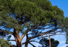 Altadena Residents Demand Edison Pause Underground Work