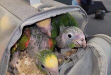 Sedated Birds at the Border: Smuggling Cases Expose a Pattern