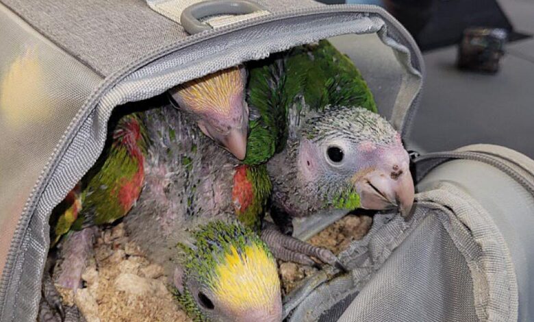 Sedated Birds at the Border: Smuggling Cases Expose a Pattern