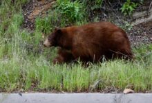 Black Bear Charge on Mt. Wilson: What Hikers Should Do