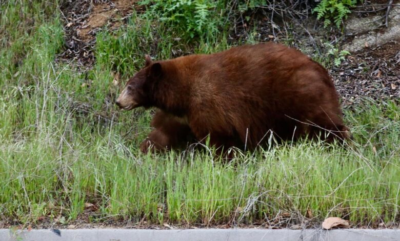 Black Bear Charge on Mt. Wilson: What Hikers Should Do