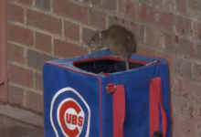 Cubs’ Winning Run Hits 8 as Boyd Returns, Brown Shines