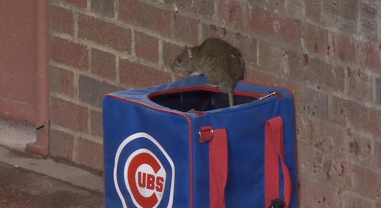 Cubs’ Winning Run Hits 8 as Boyd Returns, Brown Shines