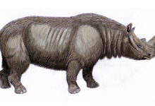 Neandertals used rhinoceros teeth as tools