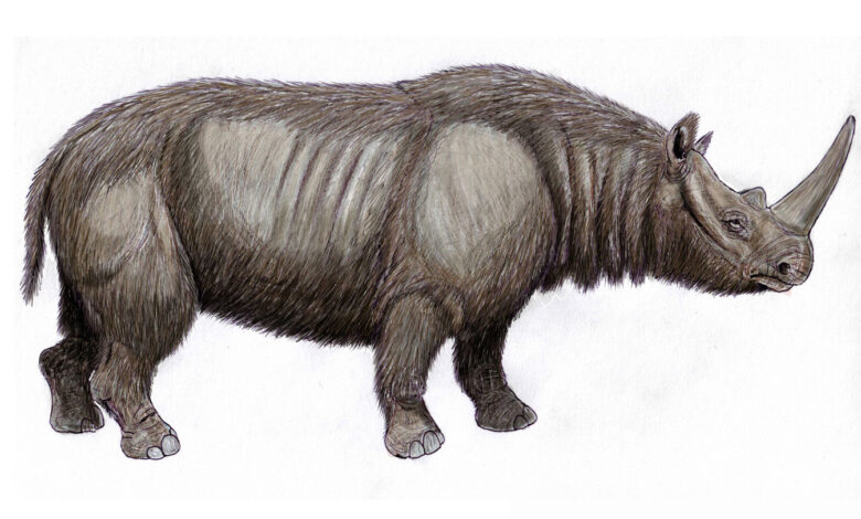 Neandertals used rhinoceros teeth as tools