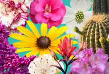 America’s 250th birthday state flower exhibit