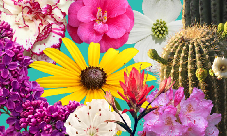America’s 250th birthday state flower exhibit