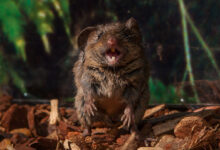 Singing mice puff up air sacs to make their sweet songs