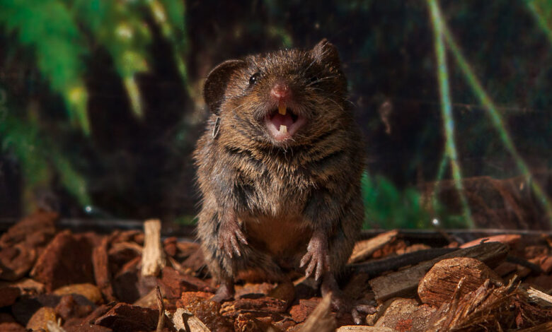 Singing mice puff up air sacs to make their sweet songs