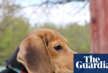 ‘They know they’re safe’: beagles saved from US research facility after protests