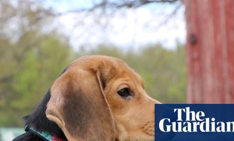 ‘They know they’re safe’: beagles saved from US research facility after protests