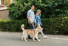 Multa de até R$ 14 mil por não passear com o cão